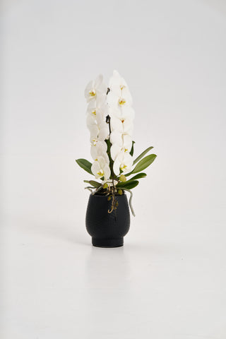 Formidablo White Orchid