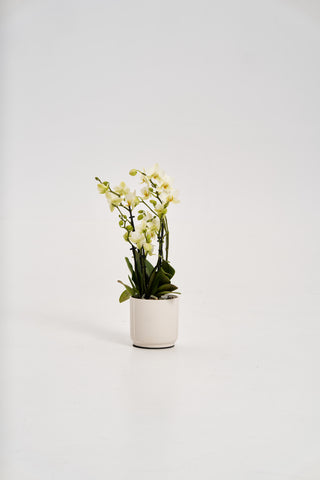 Special White Orchid