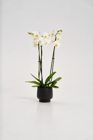 White Orchid